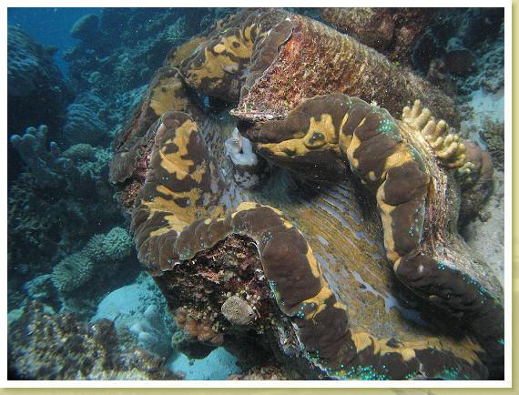 221-Giant Clam (Tridacna gigas)